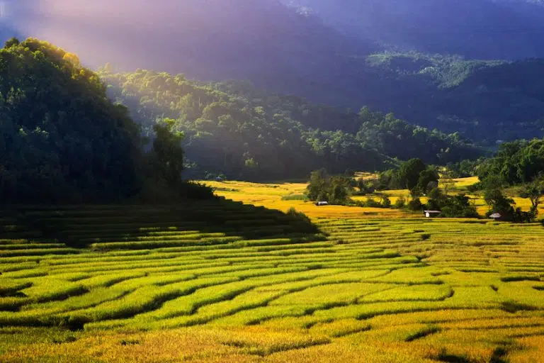 Thailande-Chiang-Mai-Rice-Field-Terraces-Doi-Inthanon-Ban-Pha-
