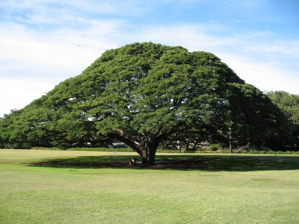 Эбеновое дерево