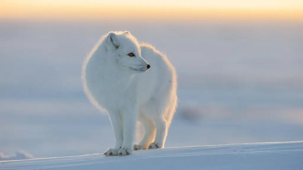 Фауна – кто живет на Северном полюсе